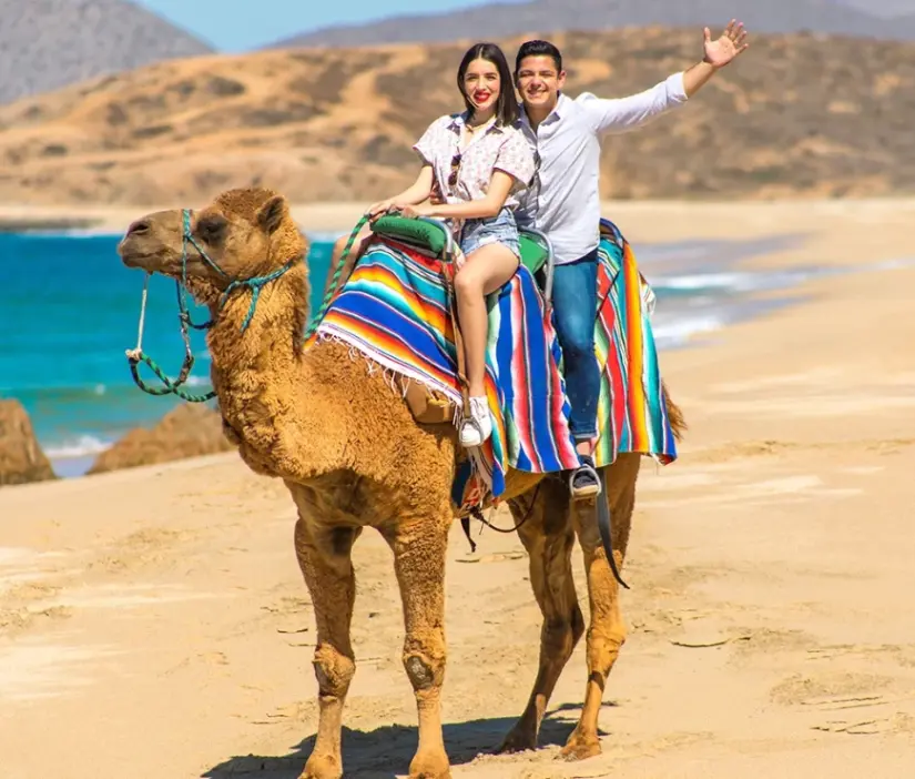 Estos son los costos de los paseos en camello en Los Cabos. Foto: Cactus Tours.
