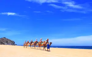 Paseos en camello en las playas de Los Cabos; ¿cuánto cuesta?