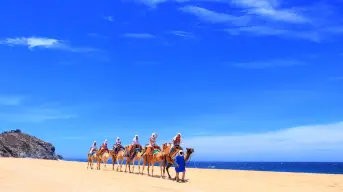 Paseos en camello en las playas de Los Cabos; ¿cuánto cuesta?