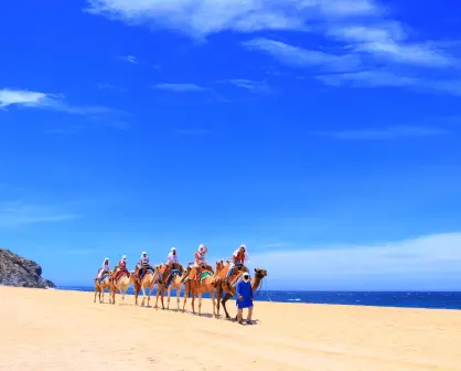 Paseos en camello en las playas de Los Cabos; ¿cuánto cuesta?