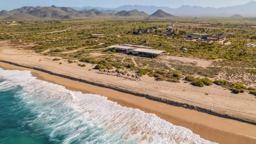 Disfruta de tu paseo en camello al máximo. Foto: Cabo Adventures.