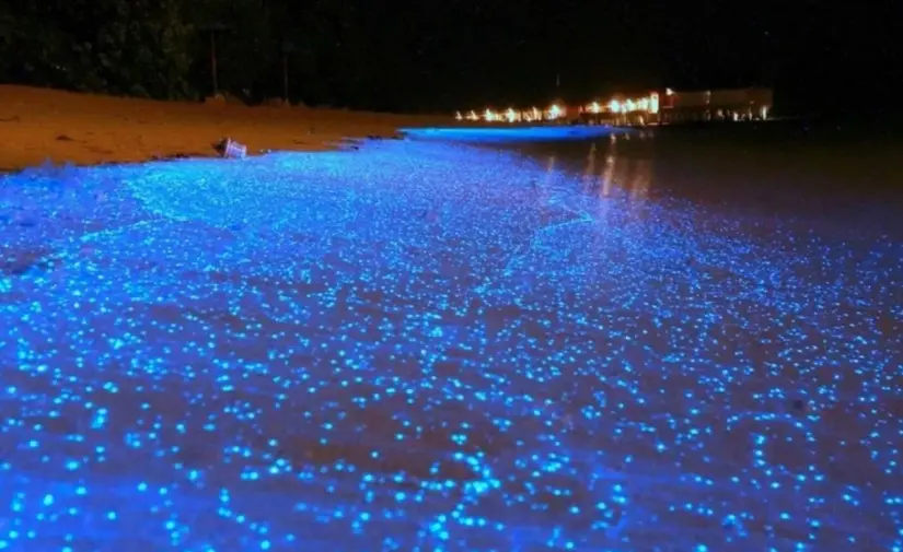Fenómeno de la Bioluminiscencia. Foto: cortesía Fenómeno de la Bioluminiscencia. Foto: cortesía.