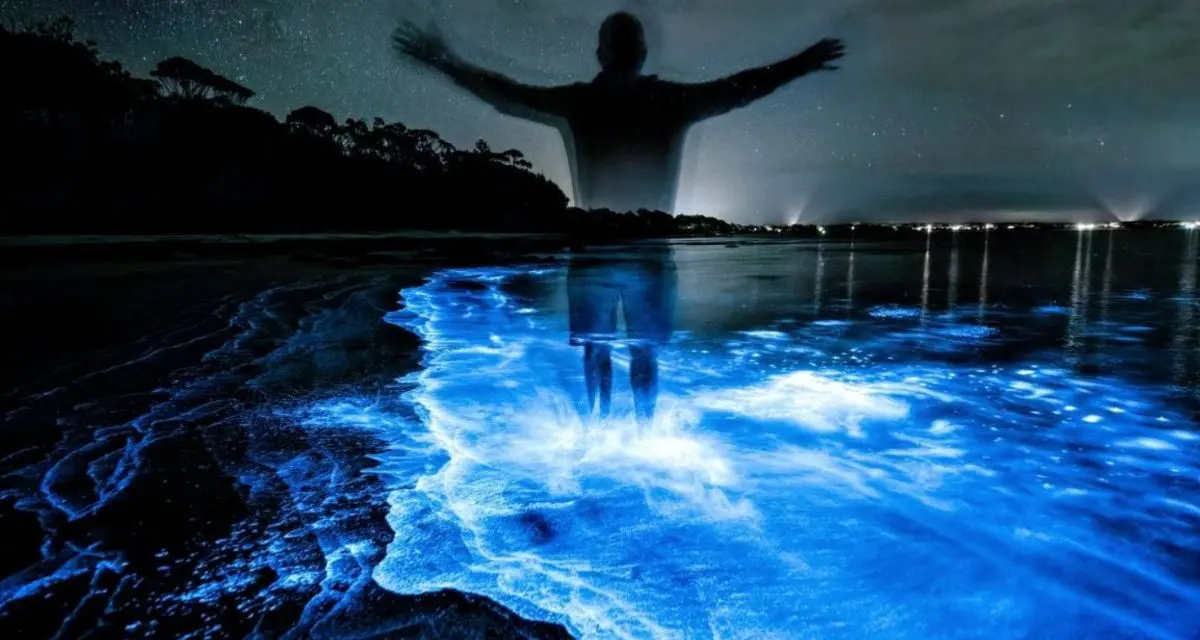 Conoce las otras playas de México con bioluminiscencia. Foto: cortesía