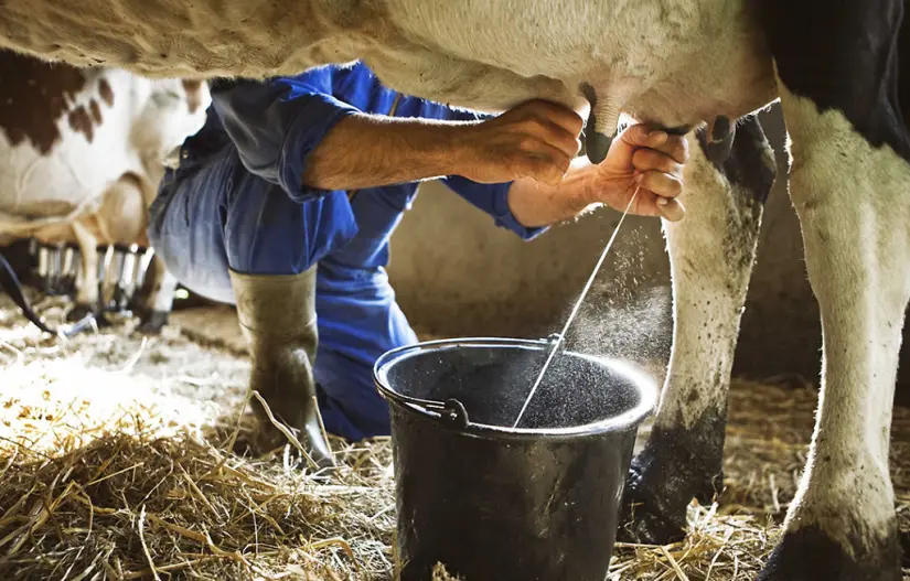 ¿Cómo puedo registrarme a Leche para el Bienestar? Leche Bienestar es una alternativa económica. Foto: Cortesía