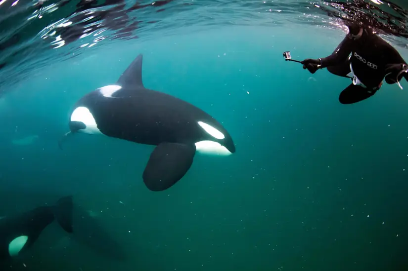 El nado con orcas puede costar hasta $39,980 pesos. Foto: cortesía El nado con orcas puede costar hasta $39,980 pesos. Foto: cortesía.