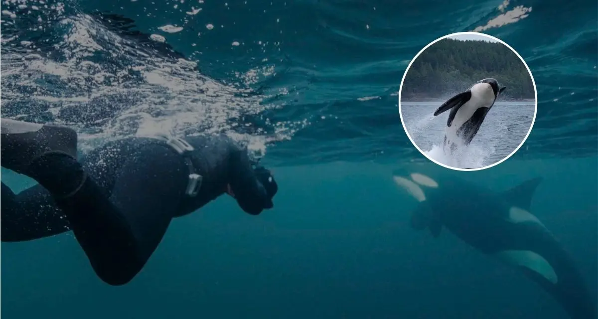 Conoce las regulaciones para poder nadar con orcas en Baja California Sur. Foto: cortesía