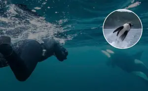 Nadar con orcas en Baja California Sur: la nueva experiencia turística del Mar de Cortés