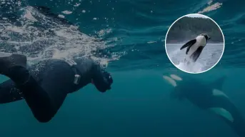 Nadar con orcas en Baja California Sur: la nueva experiencia turística del Mar de Cortés