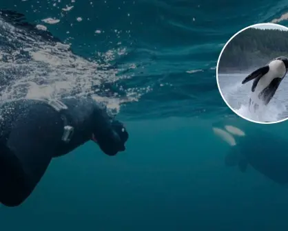Nadar con orcas en Baja California Sur: la nueva experiencia turística del Mar de Cortés