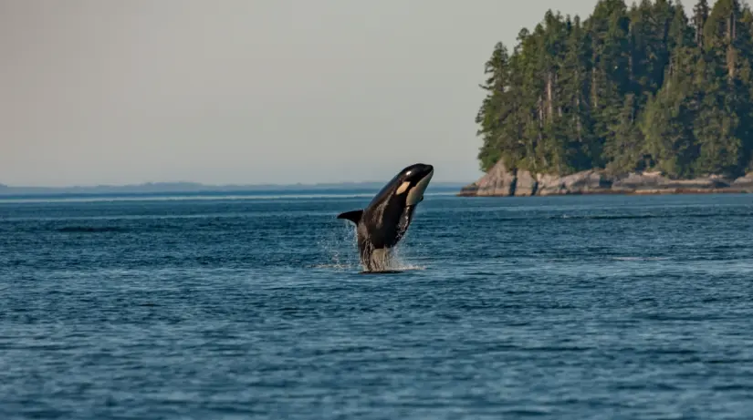 Las nuevas regulaciones para nadar con orcas protegen a las personas y a las especies marinas. Foto: cortesía Las nuevas regulaciones para nadar con orcas protegen a las personas y a las especies marinas. Foto: cortesía.