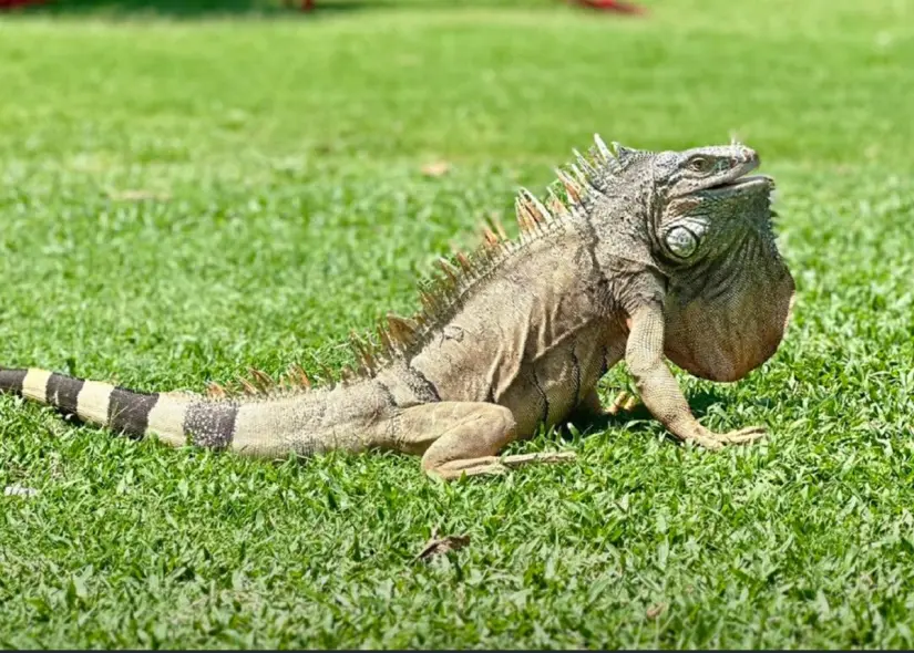 Las hermosas iguanas recorren los campos como parte de su hábitat. Las hermosas iguanas recorren los campos como parte de su hábitat. Foto: Cortesía Country Club Culiacán.