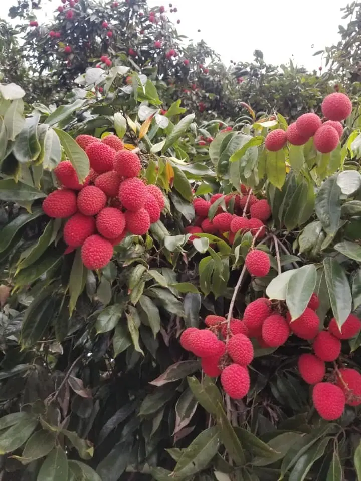 Árboles de lichi en producción en Eldorado, Sinaloa. Foto Lichis Don Chema