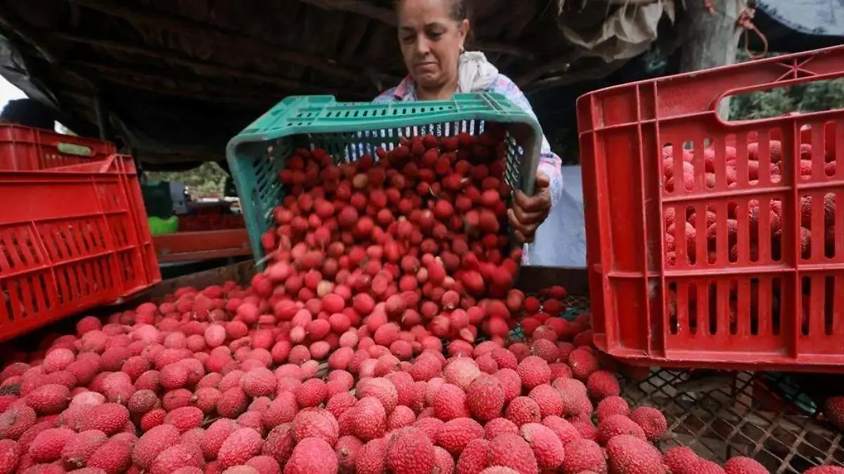 La lichi fue una excentricidad botánica y hoy es un motor agrícola que abastece el mercado nacional y exporta cerca del 80% de su producción. Foto Sol de México