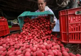 Así se empacan y procesan las Lichis para exportación en Eldorado, Sinaloa