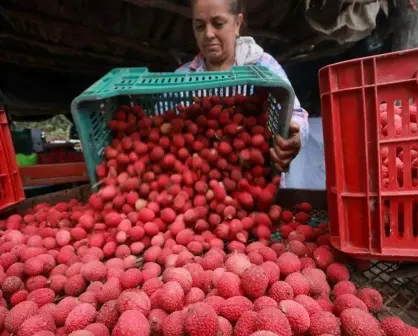 Así se empacan y procesan las Lichis para exportación en Eldorado, Sinaloa