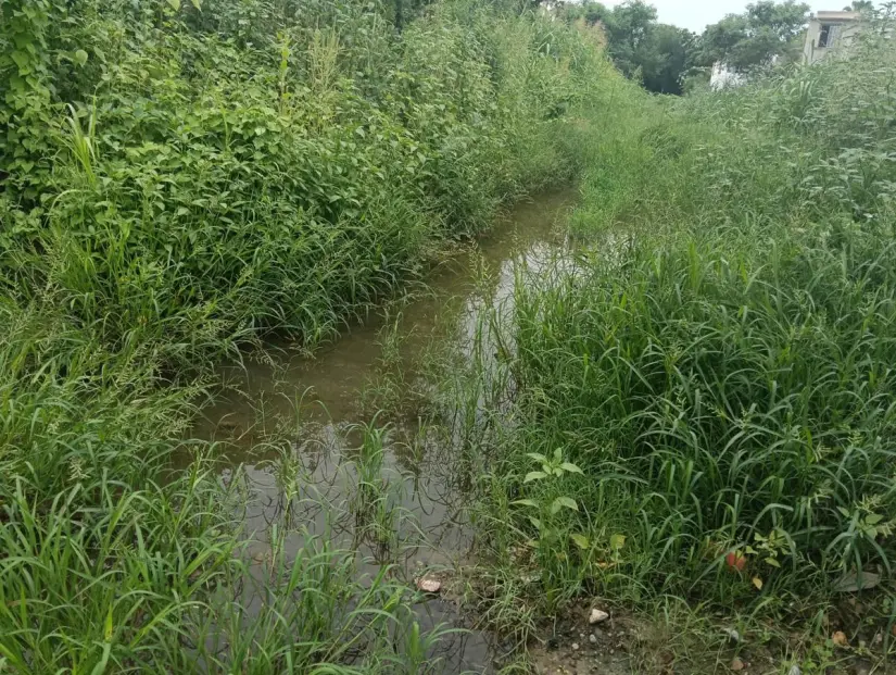Dejar los canales y arroyos enmontados permite que el mosco haga su criadero.