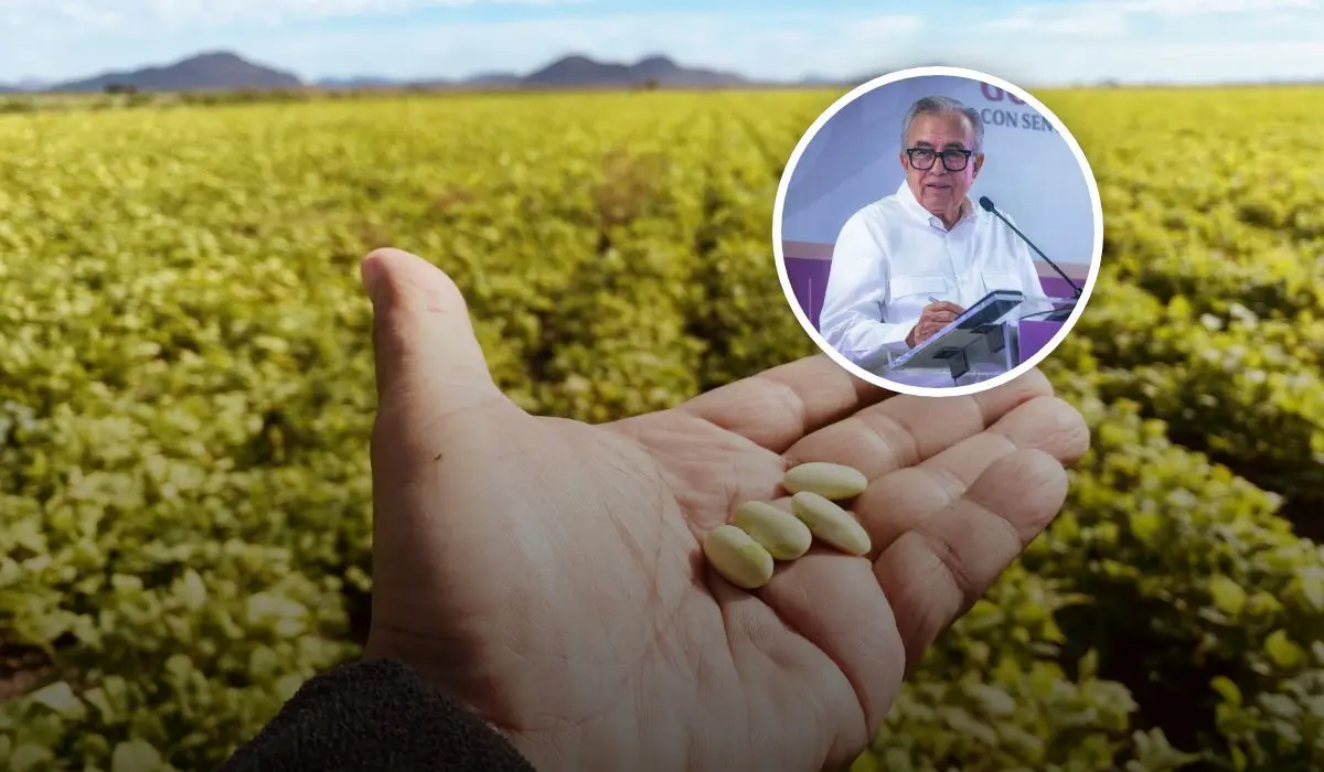 Sinaloa tiene el potencial agrícola para cubrir el faltante de frijol en México, buscan agricultura por contrato