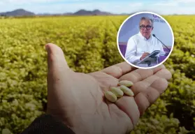 Rocha plantea apoyar siembra de frijol en Sinaloa bajo agricultura por contrato