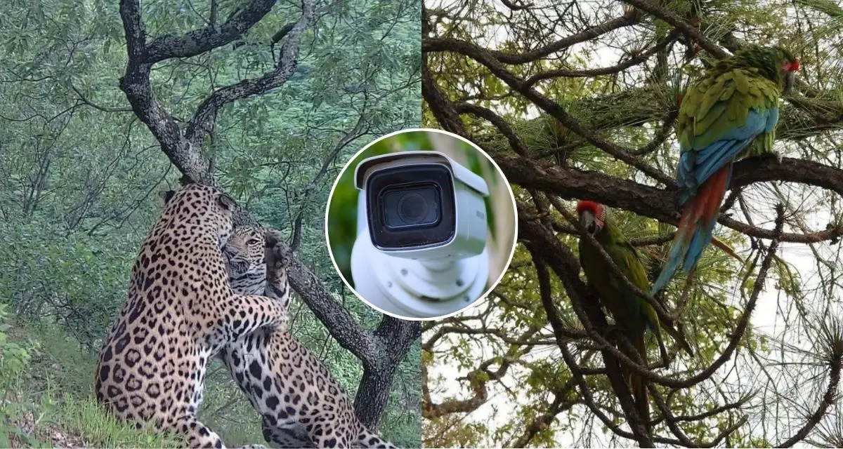 Conoce las otras especies en peligro de extinción que se encuentran en Durango. Foto: cortesía