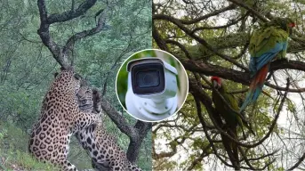 Fauna silvestre en Durango, captan jaguares y guacamayas verdes en San Dimas