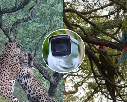 Fauna silvestre en Durango, captan jaguares y guacamayas verdes en San Dimas