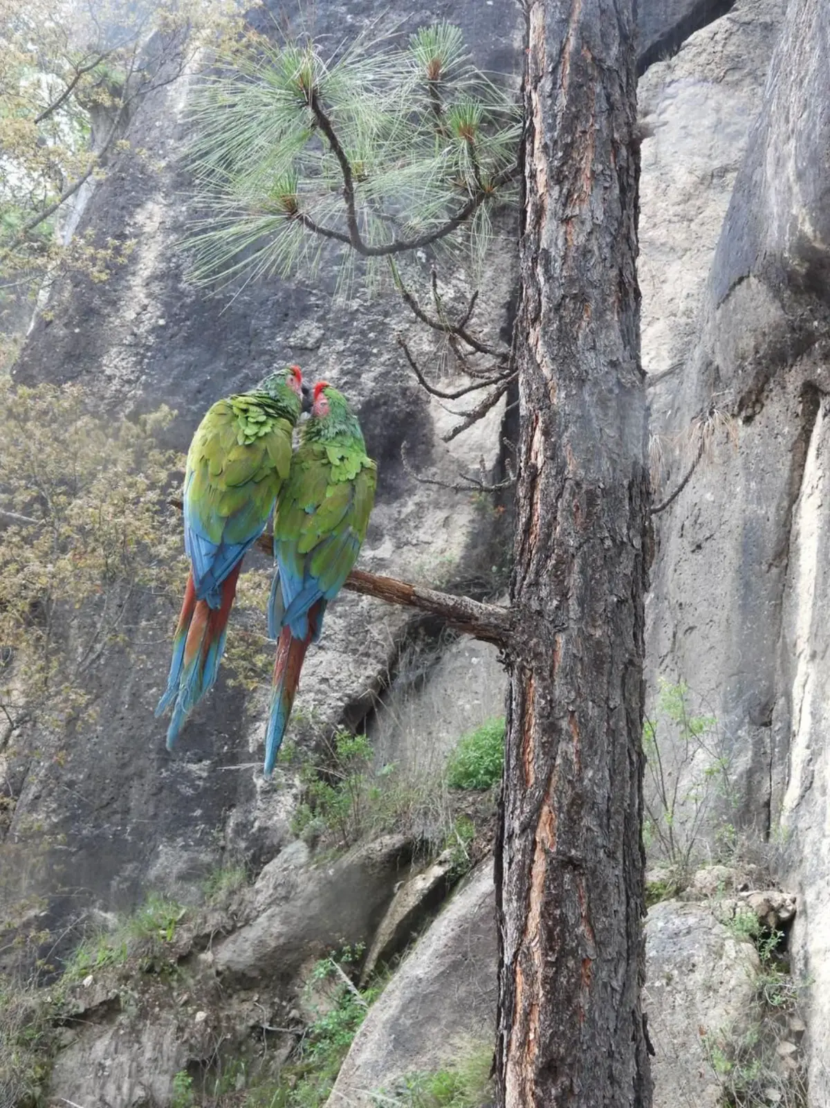 Captan con cámara trampa a guacamayas verdes en San Dimas, Durango. Foto: cortesía Captan con cámara trampa a guacamayas verdes en San Dimas, Durango. Foto: cortesía.