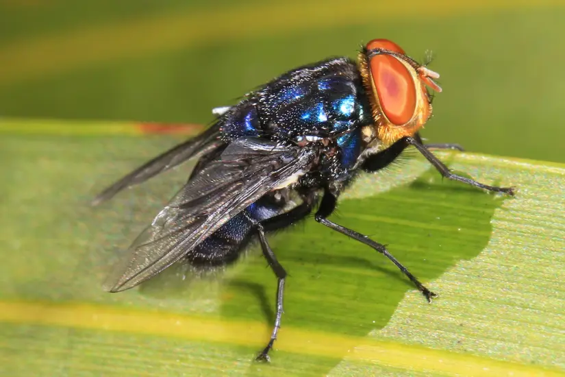 ¿Cómo se transmite el gusano barrenador? La mosca se puede encontrar principalmente en climas cálidos y húmedos. Foto: Cortesía