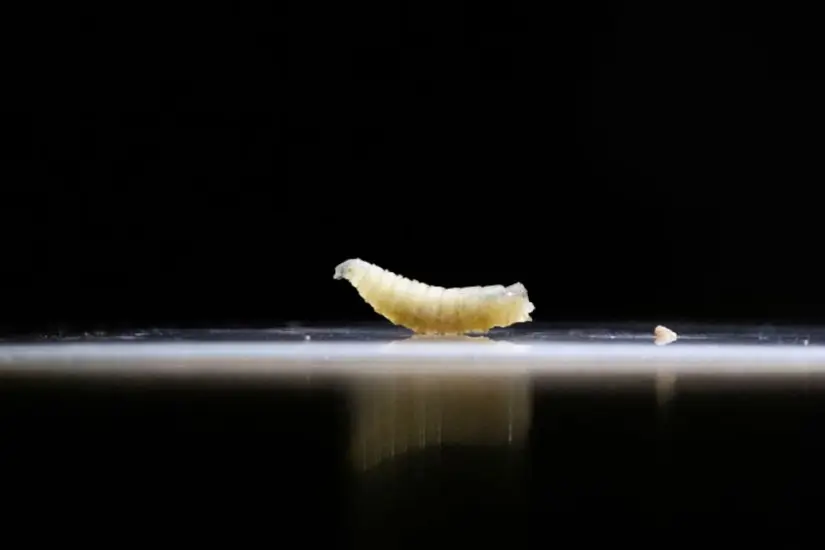 ¿Cómo se transmite el gusano barrenador? Hay un tratamiento disponible en caso de infección. Foto: Cortesía