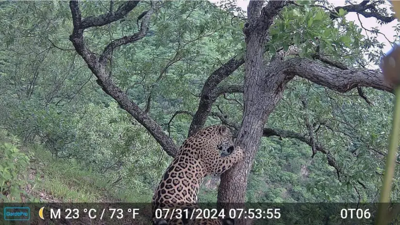 Captan con cámara trampa a jaguar en San Dimas, Durango. Foto: cortesía Captan con cámara trampa a jaguar en San Dimas, Durango. Foto: cortesía.