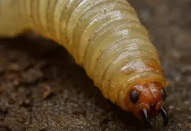 ¿Qué es el gusano barrenador y que síntomas hay en humanos?