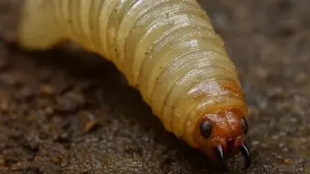 ¿Qué es el gusano barrenador y que síntomas hay en humanos?