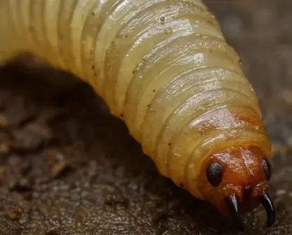 ¿Qué es el gusano barrenador y que síntomas hay en humanos?