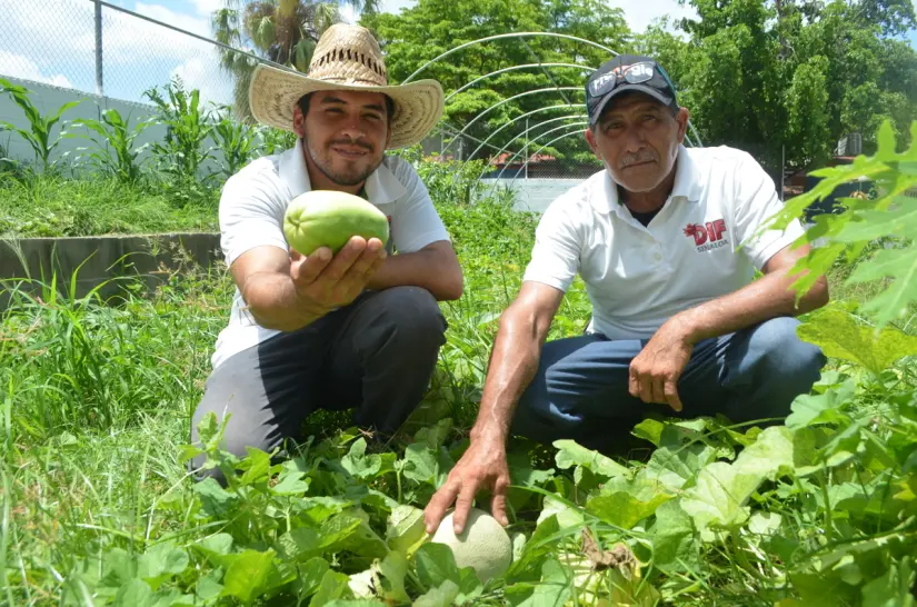 Amor por la siembra: el proyecto verde del CDI No. 2 que alimenta cuerpo y espíritu en Culiacán Amor por la siembra: el proyecto verde del CDI No. 2 que alimenta cuerpo y espíritu en Culiacán. Foto: Juan Madrigal