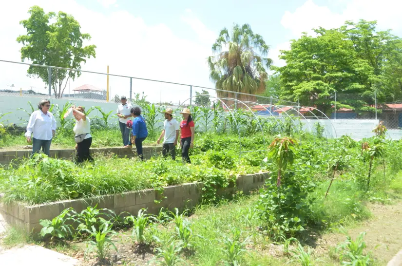 Con paciencia, dedicación y colaboración, el proyecto verde del CDI No. 2 ha convertido un espacio de tierra en un lugar fértil de alimentos frescos y esperanza compartida. Con paciencia, dedicación y colaboración, el proyecto verde del CDI No. 2 ha convertido un espacio de tierra en un lugar fértil de alimentos frescos y esperanza compartida. Foto: Juan Madrigal