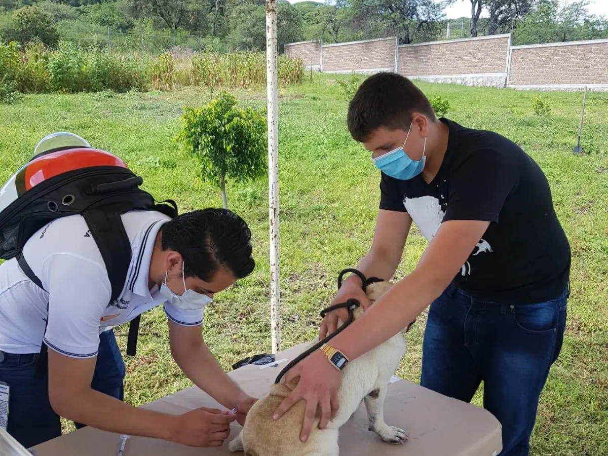 Semana de Vacunación Antirrábica 2025 para perros y gatos en Guanajuato. Foto: Cortesía