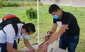 Vacunas contra la rabia gratuitas en Guanajuato para perritos y gatos; fechas para conseguirlas