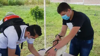 Vacunas contra la rabia gratuitas en Guanajuato para perritos y gatos; fechas para conseguirlas