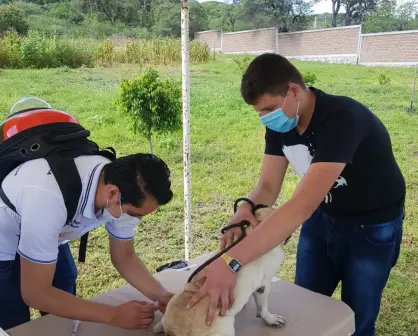 Vacunas contra la rabia gratuitas en Guanajuato para perritos y gatos; fechas para conseguirlas