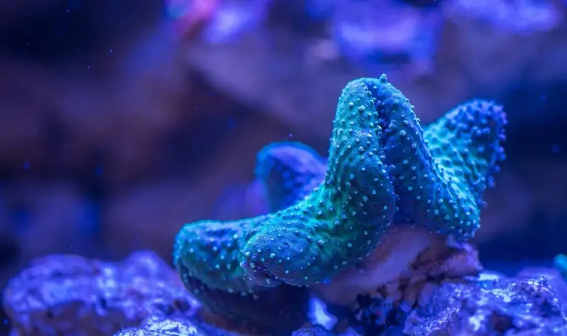 El fenómeno de la bioluminiscencia puede ser observados mayormente en playas. Foto: Cortesía.
