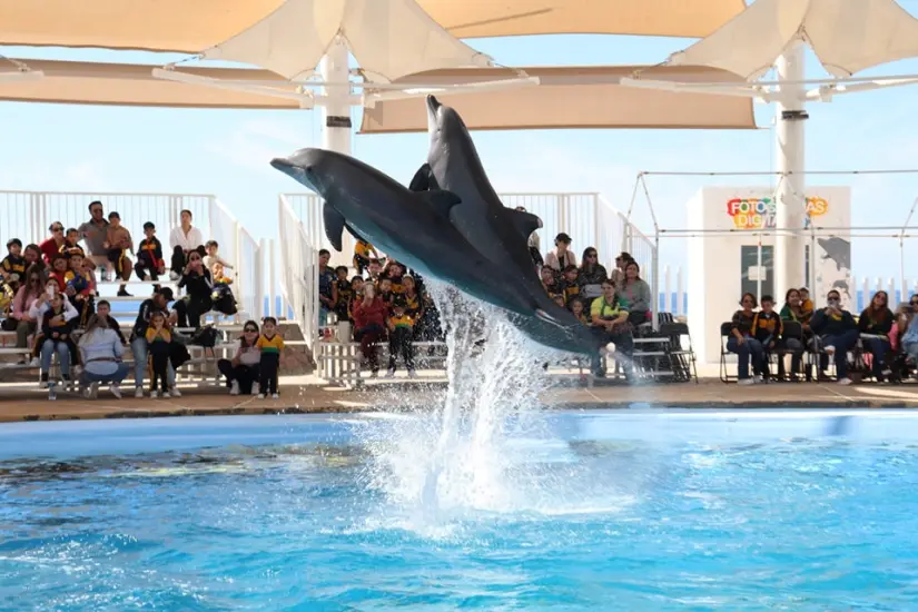 Estos son los horarios de las presentaciones en el Delfinario Sonora. Foto: Cortesía. Estos son los horarios de las presentaciones en el Delfinario Sonora. Foto: Cortesía.