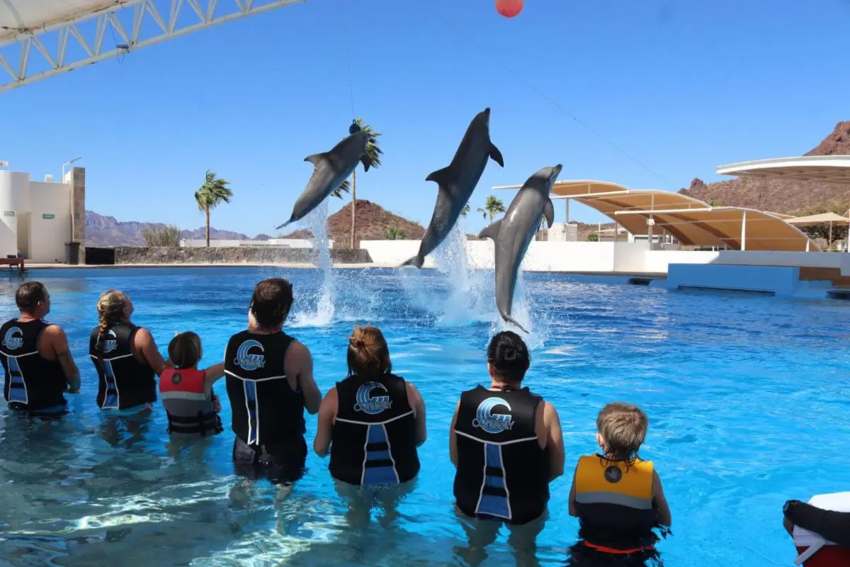 Visita el Delfinario Sonora y pasa una de las mejores experiencias. Foto: Cortesía.
