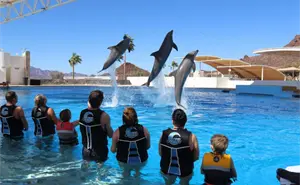 Delfinario Sonora: actividades, costos y horarios