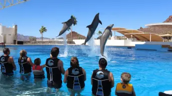 Delfinario Sonora: actividades, costos y horarios