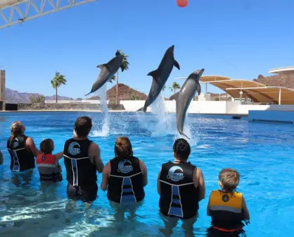 Delfinario Sonora: actividades, costos y horarios