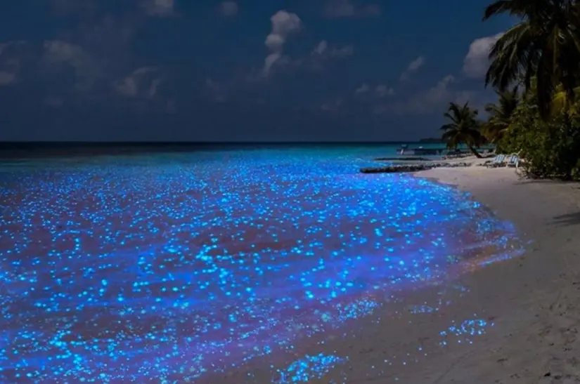 Isla Holbox conocido por sus playas con bioluminiscencia. Foto:Cortesía.