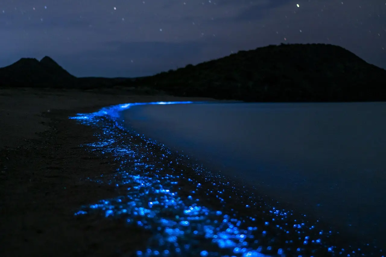 Estas son las mejores playas en Quintana Roo con bioluminiscencia. Foto: Pixabay.