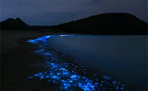Playas con bioluminiscencia en Quintana Roo