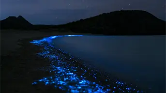 Playas con bioluminiscencia en Quintana Roo