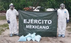 Ejército asegura fentanilo y cocaína por casi 350 millones de pesos en Badiraguato
