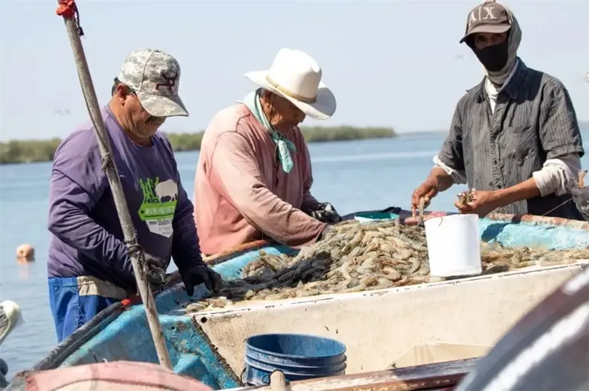 ¿Qué especies estarán en veda de pesca durante septiembre 2025? A partir del 1 de septiembre no se podrán pescar estas especies. Foto: Conapesca